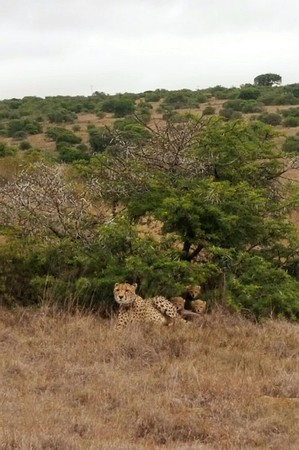 Vuyani Lion Roars Ranger Cheetah Family2