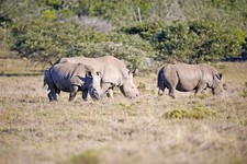 Eastern Cape Safari Greater Addo Accommodation Amakhala Game Lodge Wildlife28 X Ljpeg