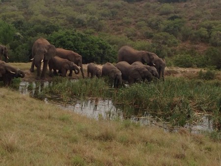 Bukela Game Lodge Elephants Wateringhole